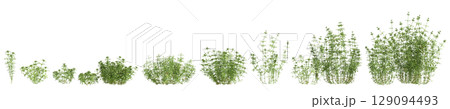 3d illustration of set bush Galium aparine isolated on black background 129094493