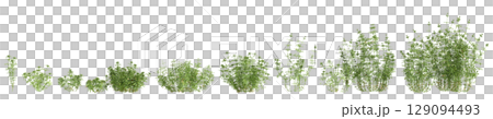 3d illustration of set bush Galium aparine isolated on black background 129094493