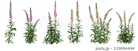 3d illustration of set bush Digitalis purpurea isolated on black background 129094494