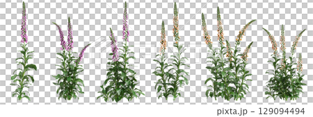 3d illustration of set bush Digitalis purpurea isolated on black background 129094494