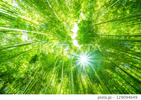 日本の横浜都市景観 緑色に染まる竹林と木漏れ日。強い日差し…猛烈な暑さ…＝7月31日 129094649