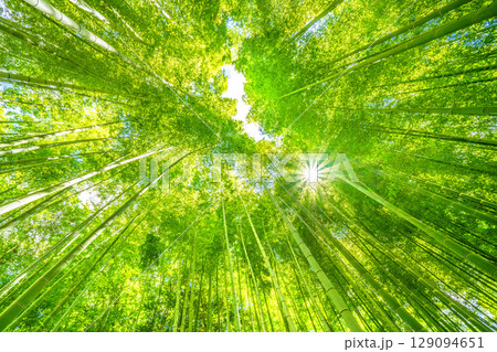 日本の横浜都市景観 緑色に染まる竹林と木漏れ日。強い日差し…猛烈な暑さ…＝7月31日 129094651
