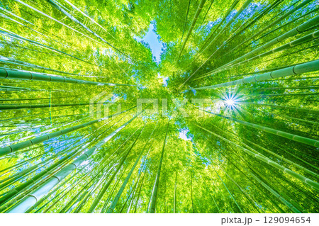 日本の横浜都市景観 緑色に染まる竹林と木漏れ日。強い日差し…猛烈な暑さ…＝7月31日 129094654
