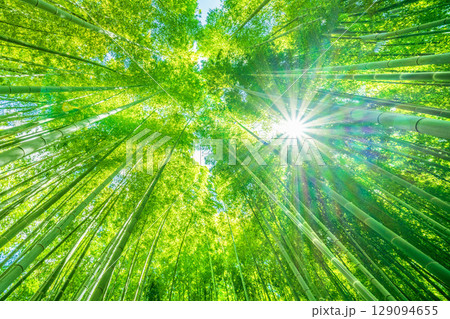 日本の横浜都市景観 緑色に染まる竹林と木漏れ日。強い日差し…猛烈な暑さ…＝7月31日 129094655