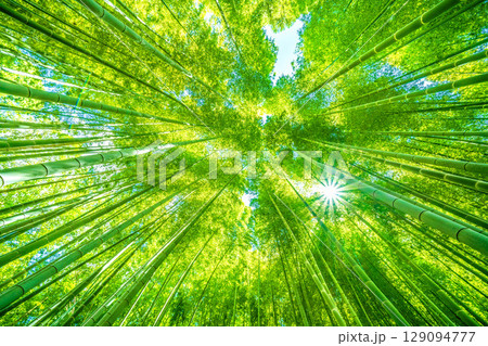 日本の横浜都市景観 緑色に染まる竹林と木漏れ日。強い日差し…猛烈な暑さ…＝7月31日 129094777