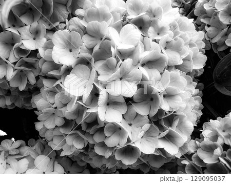 モノクロームの世界～紫陽花～ 129095037