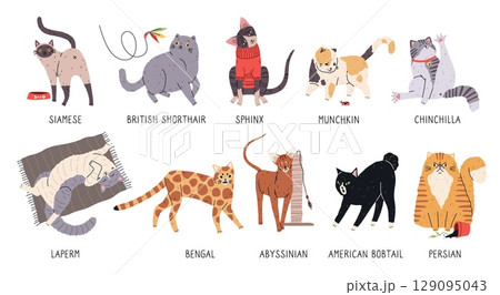 Cute cats breeds. Funny pets in different poses, various coat colors and length, cute domestic animals, cartoon happy kitten playful characters, veterinary and grooming mascot tidy vector set 129095043