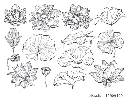 Linear lotus elements. Line flowers and leaves, different views, decorative blooming plants, beautiful botanic parts, asian traditional floral outline isolated botanical splendid vector set 129095094