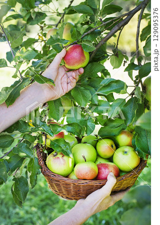 Apples harvest 129095376