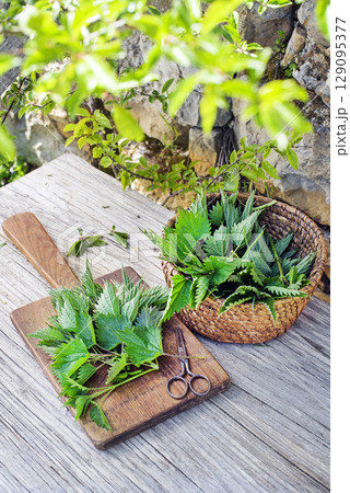 Nettle plants 129095377