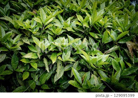 Green leaves pattern background, Natural background and wallpaper 129095399