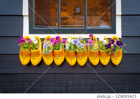 Old wooden clogs with blooming flowers hanging on a black wooden wall in The Netherlands 129095423
