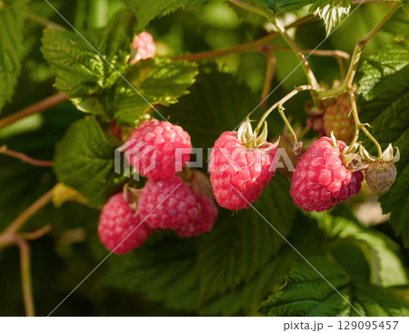 Close-up of ripening red raspberries on the vine. Close-up of ripening red raspberries on the vine. 129095457