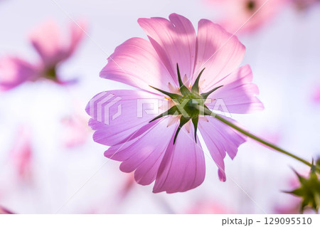 朝の花畑にて 朝の花畑にて 129095510