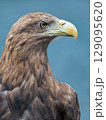 Head of Golden eagle, close-up 129095620