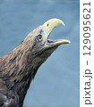 Head of a screaming golden eagle, close-up 129095621