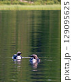 A pair of loons on a forest lake 129095625