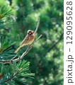 Pine bunting perching on a branch of siberian pine 129095628