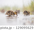 Newborn mallard ducklings looking for food in a pond 129095629