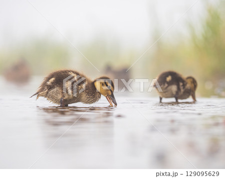 Newborn mallard ducklings looking for food in a pond Newborn mallard ducklings looking for food in a pond 129095629