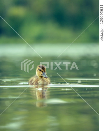 Newborn mallard duckling swimming alone in a pond. High res photo 129095631