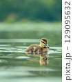 Newborn mallard duckling swimming alone in a pond. High res photo 129095632