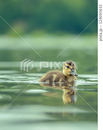 Newborn mallard duckling swimming alone in a pond. High res photo 129095632