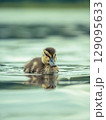 Newborn mallard duckling swimming alone in a pond. High res photo 129095633