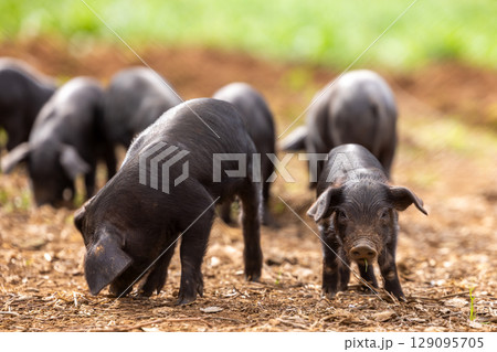 Piglets of the native Majorcan breed Porc Negre Mallorqui also the Majorcan Black Pig sniffing on a farm pasture in Mallorca, Balearic Islands, Spain 129095705