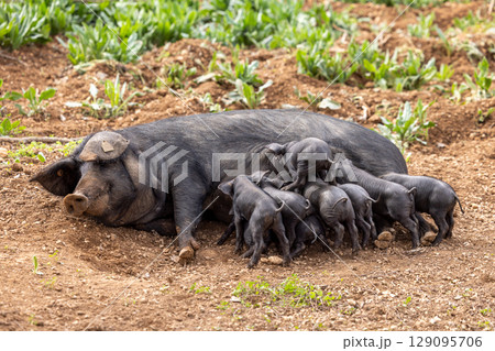 Piglets of the native Majorcan breed Porc Negre Mallorqui also the Majorcan Black Pig are suckled by their mother in Mallorca, Balearic Islands, Spain 129095706