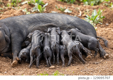 Piglets of the native Majorcan breed Porc Negre Mallorqui also the Majorcan Black Pig are suckled by their mother in Mallorca, Balearic Islands, Spain 129095707