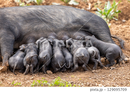 Piglets of the native Majorcan breed Porc Negre Mallorqui also the Majorcan Black Pig are suckled by their mother in Mallorca, Balearic Islands, Spain 129095709