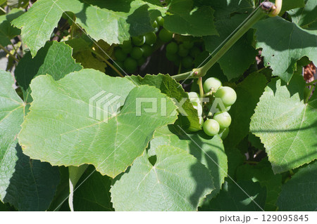 Green grapes on the vine, surrounded by lush green leaves, close-up shot, daylight. Green grapes on the vine, surrounded by lush green leaves, close-up shot, daylight. 129095845