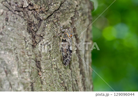 ニイニイゼミ ニイニイゼミ 129096044