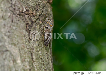 ニイニイゼミ 129096046