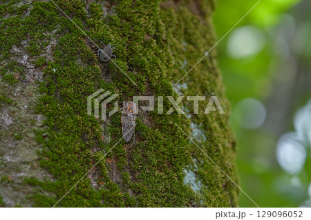 ニイニイゼミ 129096052