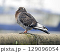 Dowe is perching on a stone fence. Close-up. High res photo 129096054