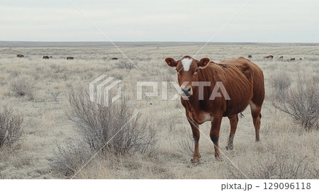 Brown cow grazing peacefully in the vast steppe landscape of Kazakhstan, Tatarstan region, showcasing rural agricultural life 129096118