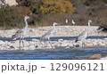 A group of herons standing on the river bank in a natural habitat, capturing a peaceful wildlife moment in nature 129096121