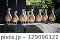 A group of ducks standing together on a rock at a zoo in Thailand, showcasing diverse plumage and natural behavior 129096122