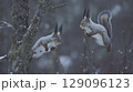 Close-up of a Eurasian red squirrel (Sciurus vulgaris) perched on a snowy branch, showcasing its winter fur and natural forest habitat 129096123