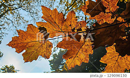 Autumn leaves on tree branch in forest with autumn background 129096130