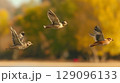 Flying birds over autumn lake with shallow depth of field 129096133