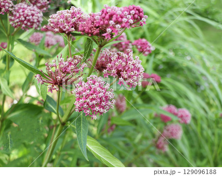 pink lush flowers plants Eupatorium blooming in the summer park or in the garden pink lush flowers plants Eupatorium blooming in the summer park or in the garden 129096188