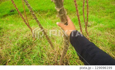 Asian woman holding cassava tree in hand on agriculture field Indonesia. Farming activity in rural southeast asia  129096199