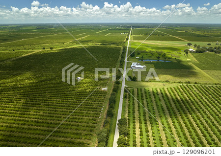 Citrus grove farmlands with rows of orange trees growing in rural Florida on a sunny day 129096201