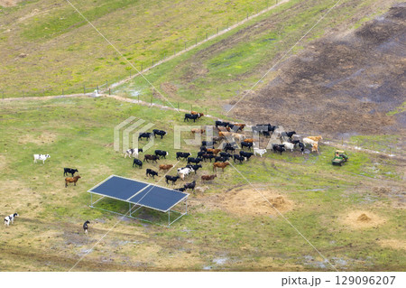 Cattle stockyard with meat cows. Feeding of livestock on farm feedlot in Florida rural area Cattle stockyard with meat cows. Feeding of livestock on farm feedlot in Florida rural area 129096207