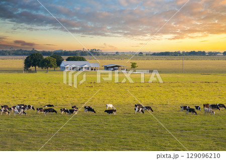 Cattle grazing on farmland pasture near farmers home. Production of organic dairy products. Milk cows feeding on green farm grassland Cattle grazing on farmland pasture near farmers home. Production of organic dairy products. Milk cows feeding on green farm grassland 129096210