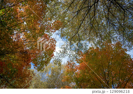 Canopies of yellow forest trees in autumn season. Colorful fall vegetation 129096218