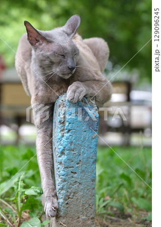 Big gray angry looking Sphinx breed stray cat resting on steet outdoors in summer Big gray angry looking Sphinx breed stray cat resting on steet outdoors in summer 129096245